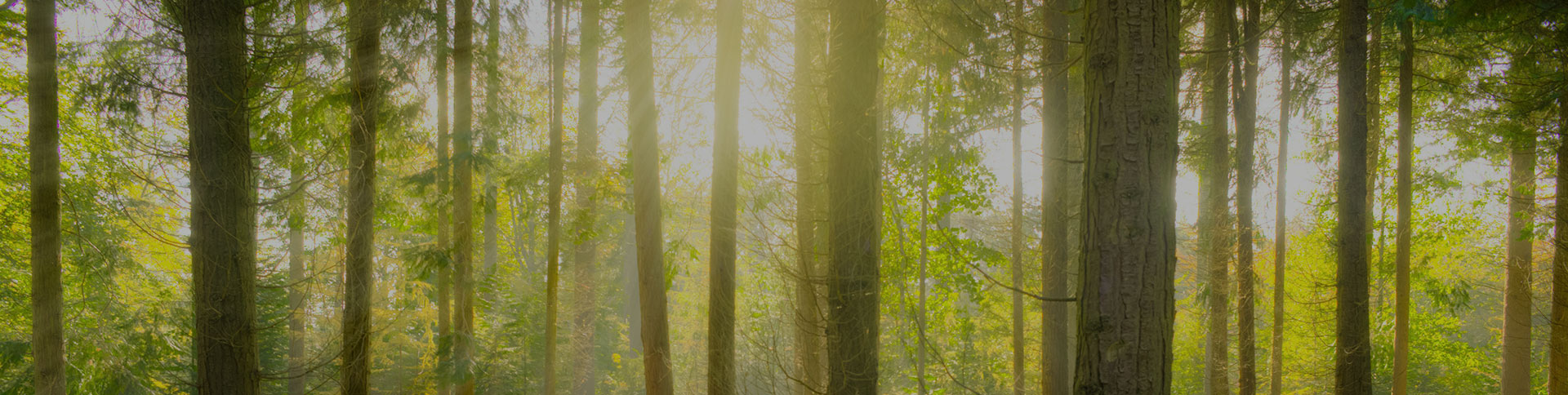 愛的天使-空氣凈化器電商平臺|一網(wǎng)天行-網(wǎng)站建設小程序APP系統(tǒng)軟件開發(fā)公司
