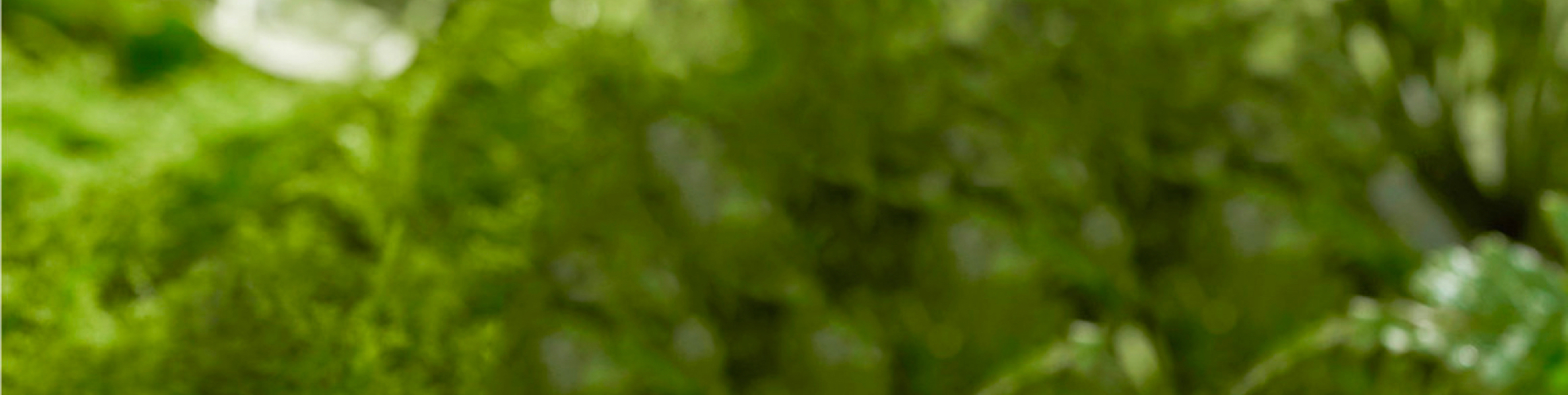 藥植所-植物資源信息平臺(tái)APP|一網(wǎng)天行-網(wǎng)站建設(shè)小程序APP系統(tǒng)軟件開(kāi)發(fā)公司